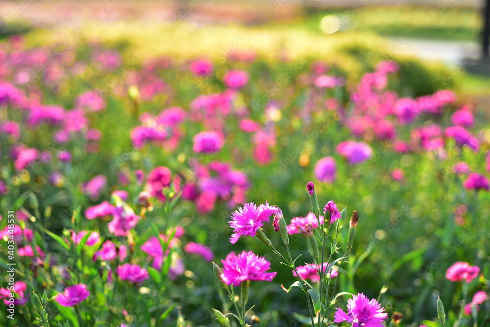 Colorful flowers in nature.flowers in the garden.Flower Blooming in the Suan Luang Rama IX Park. 