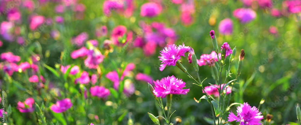 Colorful flowers in nature.flowers in the garden.Flower Blooming in the Suan Luang Rama IX Park. Colorful flowers in nature.flowers in the garden.Flower Blooming in the Suan Luang Rama IX Park.
