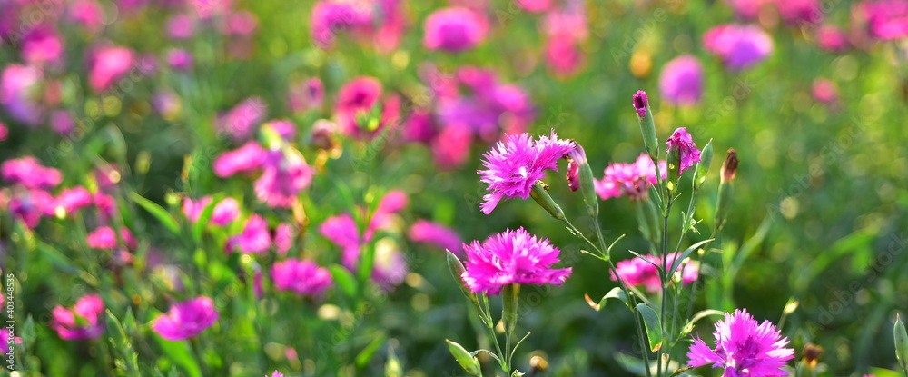 Colorful flowers in nature.flowers in the garden.Flower Blooming in the Suan Luang Rama IX Park. 