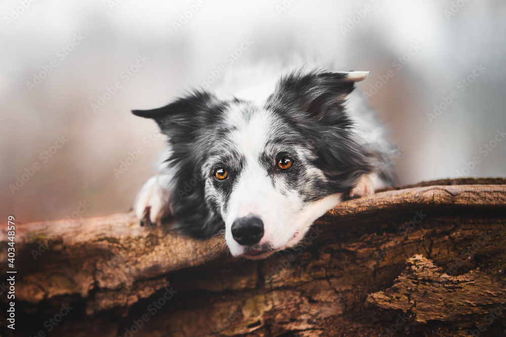 Portrait of a border collie dog posing on a log, sweet eyes, intense look
