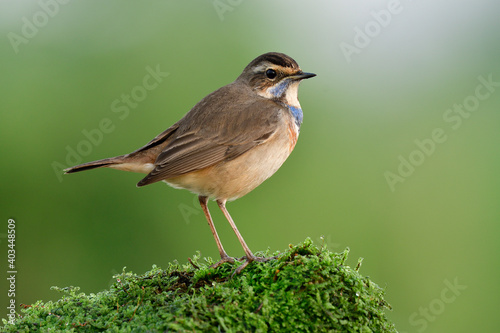brown bird with blue and orange feathers on its chest standing still over fresh green moss pole in cool morning, bluethroat