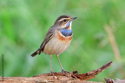 Little brown bird with blue marks on its chest chilling expost on timber along grass bush, bluethroat