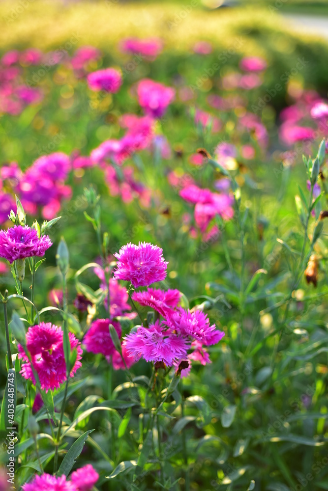 Colorful flowers in nature.flowers in the garden.Flower Blooming in the Suan Luang Rama IX Park. Colorful flowers in nature.flowers in the garden.Flower Blooming in the Suan Luang Rama IX Park.