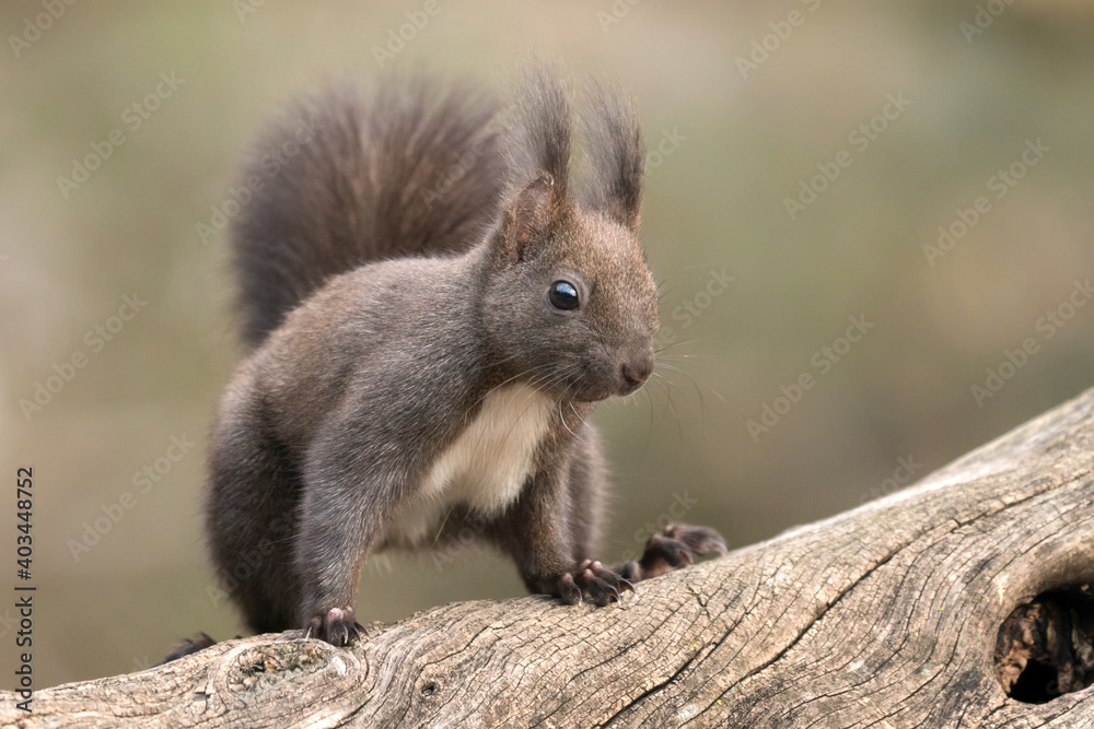 Obraz premium squirrel on a tree