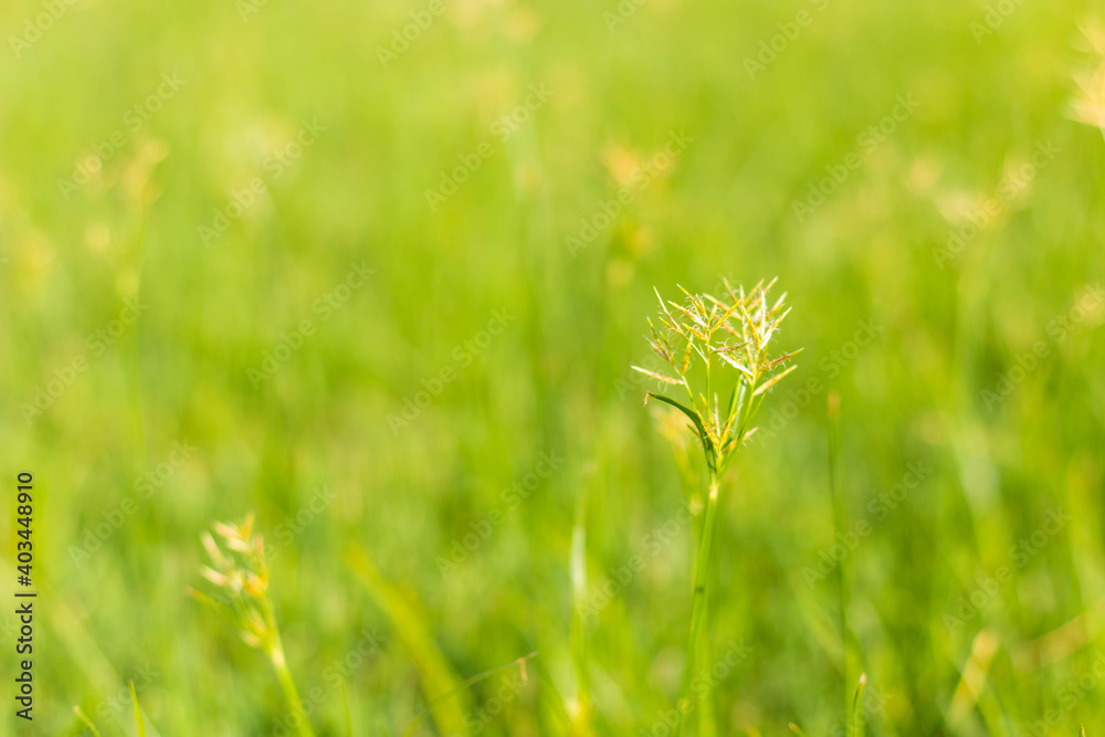 Abstract natural grass background with beautiful bokeh and sunshine. Abstract natural grass background with beautiful bokeh and sunshine.