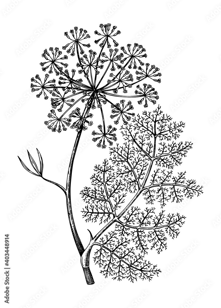 Fennel Flower | Original Botanical Drawing – Carmen Hui Art