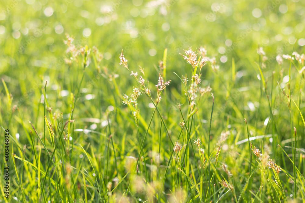 Abstract natural grass background with beautiful bokeh and sunshine. Abstract natural grass background with beautiful bokeh and sunshine.