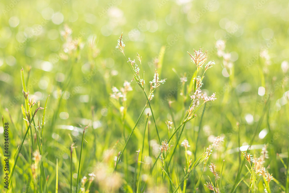Abstract natural grass background with beautiful bokeh and sunshine. Abstract natural grass background with beautiful bokeh and sunshine.