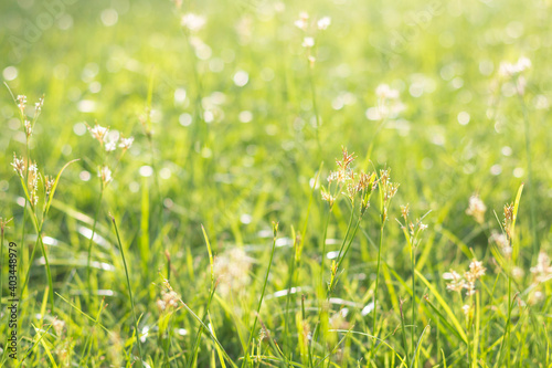 Abstract natural grass background with beautiful bokeh and sunshine.