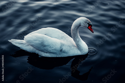 Fototapeta Naklejka Na Ścianę i Meble -  Swan with the water ripple after the water drops in the lake