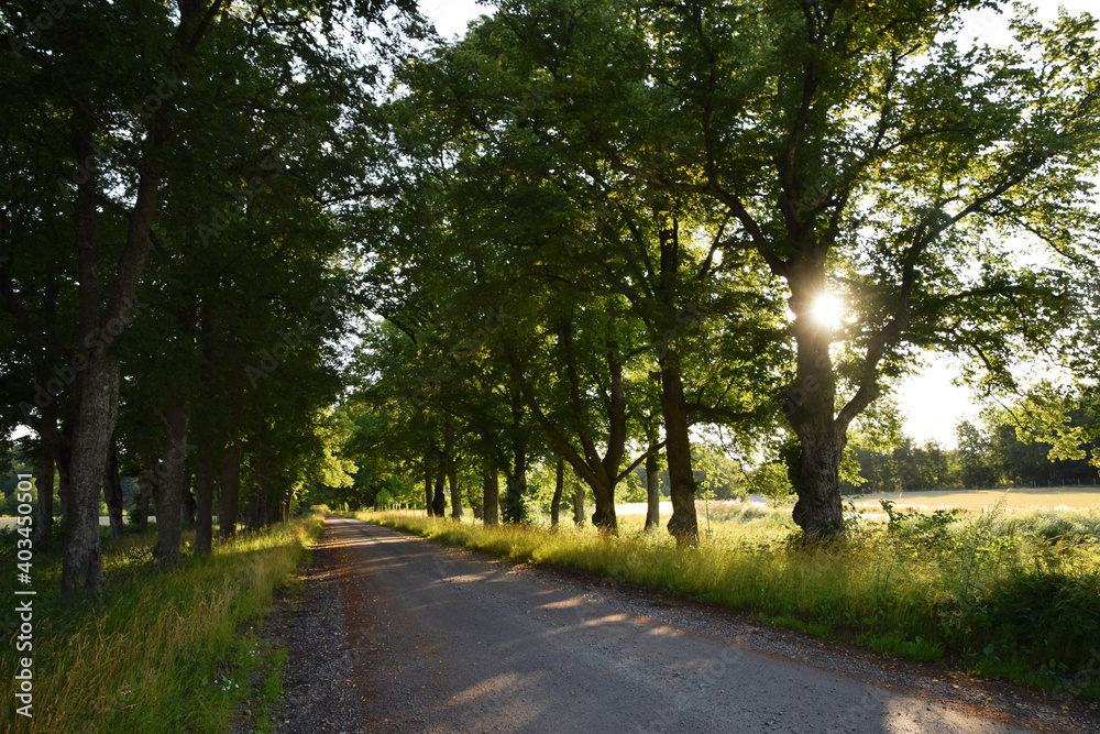 Empty rural road surrounded by trees on the countryside with fields next to it. Photo taken in the summer in Sweden. Empty rural road surrounded by trees on the countryside with fields next to it. Photo taken in the summer in Sweden.