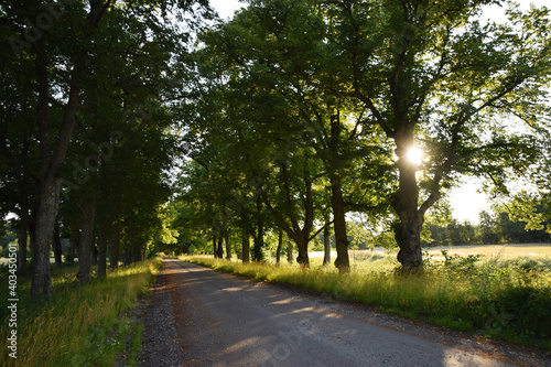 Empty rural road surrounded by trees on the countryside with fields next to it. Photo taken in the summer in Sweden.