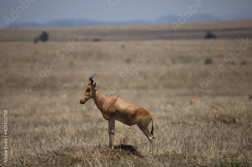 deer in the wild