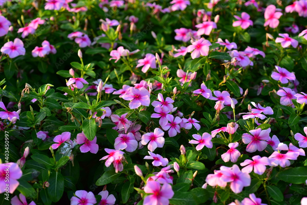 Colorful flowers in nature.flowers in the garden.Flower Blooming in the Suan Luang Rama IX Park. 