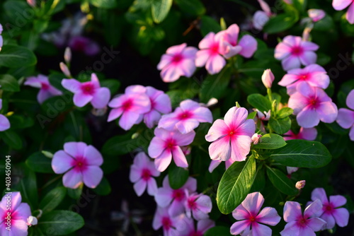 Colorful flowers in nature.flowers in the garden.Flower Blooming in the Suan Luang Rama IX Park. 
