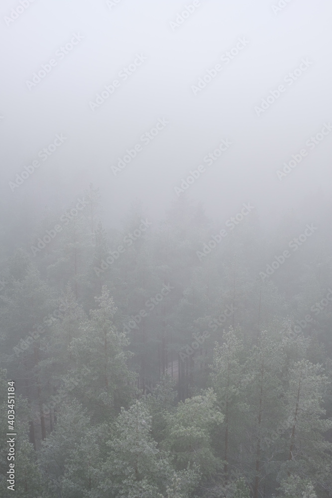forest Mountain landscape with creeping fog. High peaks in the clouds, cold weather. Tourism in the forest. Forest in yhe Latvia forest Mountain landscape with creeping fog. High peaks in the clouds, cold weather. Tourism in the forest. Forest in yhe Latvia