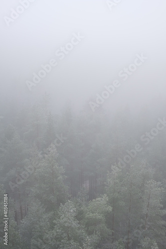 forest Mountain landscape with creeping fog. High peaks in the clouds  cold weather. Tourism in the forest. Forest in yhe Latvia