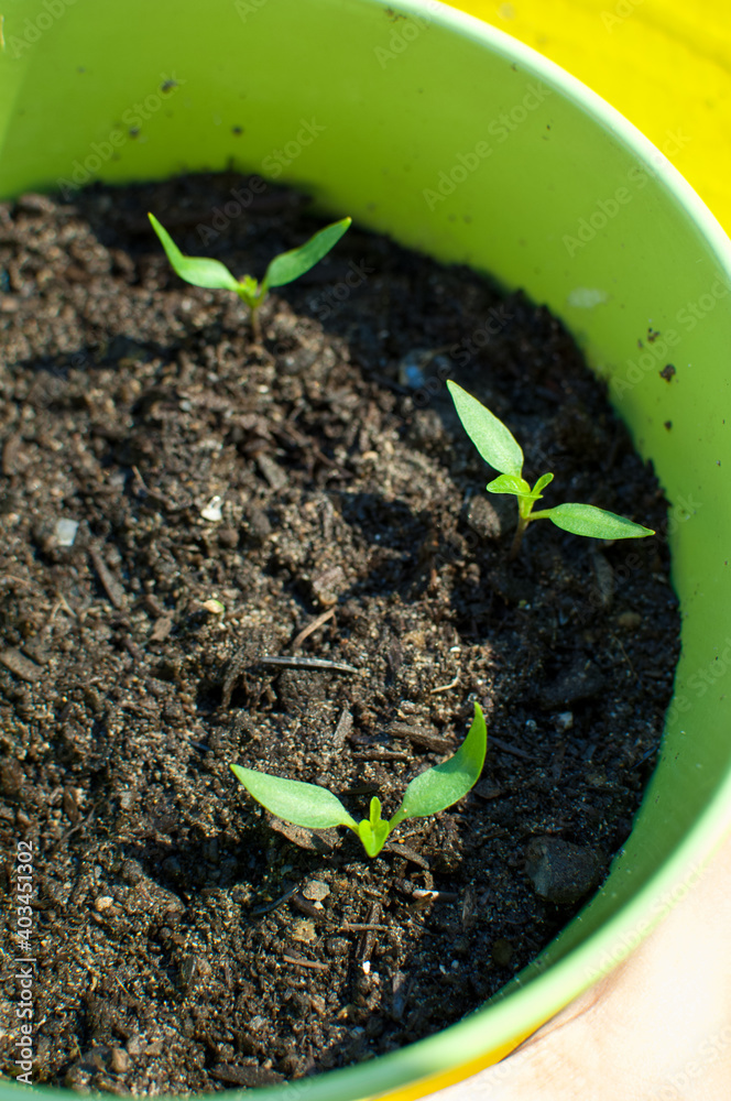 Nu Mex Twilight, Bolivian Rainbow Chili Pepper potted plant Nu Mex Twilight, Bolivian Rainbow Chili Pepper potted plant