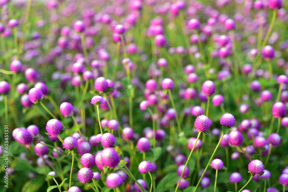Colorful flowers in nature.flowers in the garden.Flower Blooming in the Suan Luang Rama IX Park. Colorful flowers in nature.flowers in the garden.Flower Blooming in the Suan Luang Rama IX Park.