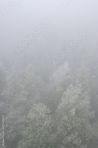forest Mountain landscape with creeping fog. High peaks in the clouds, cold weather. Tourism in the forest. Forest in yhe Latvia © Girts Pa