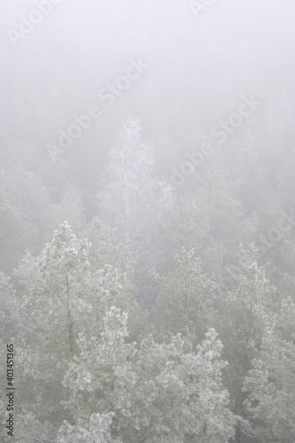 forest Mountain landscape with creeping fog. High peaks in the clouds, cold weather. Tourism in the forest. Forest in yhe Latvia