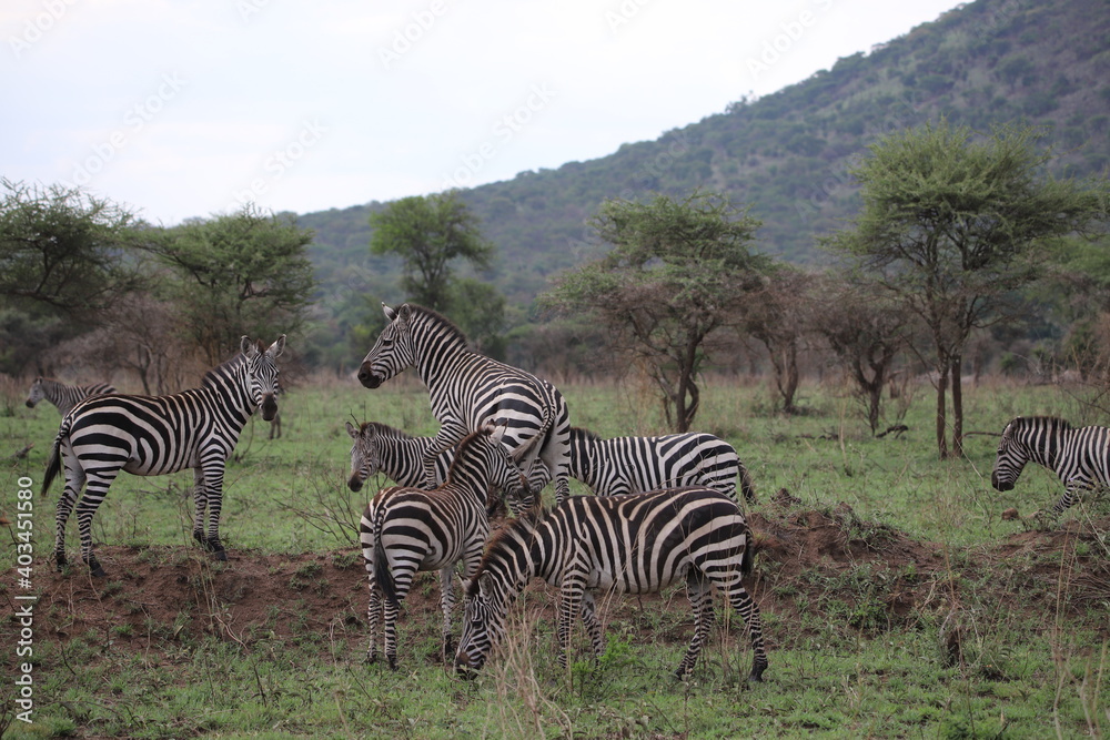 Obraz premium zebras in continent