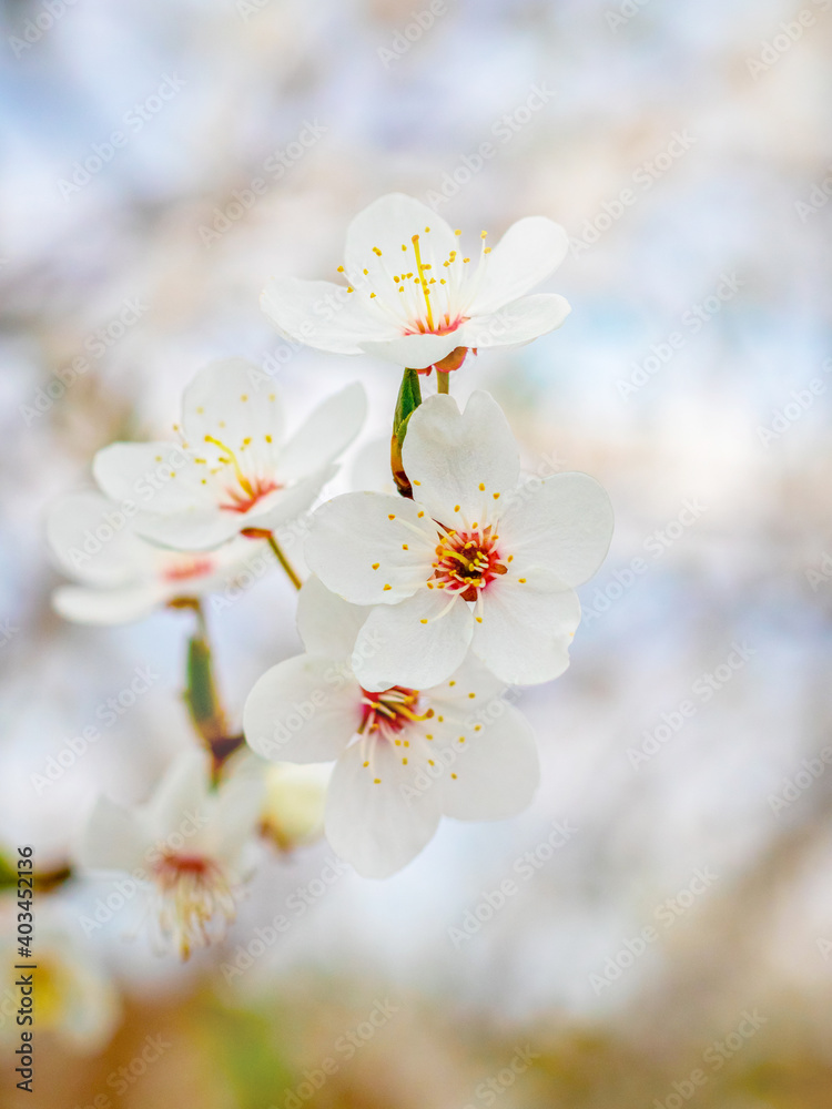 White cherry flowers on a light background