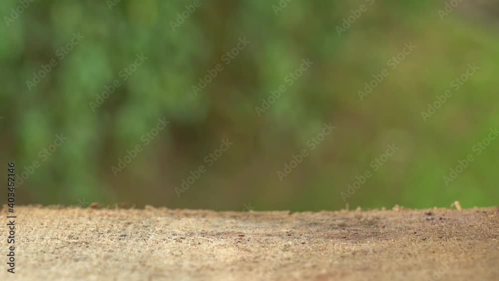 Organic surface of brown wooden tree trunk isolated on green blurry natural bokeh background. Real time 4k video backdrop with copyspace Organic surface of brown wooden tree trunk isolated on green blurry natural bokeh background. Real time 4k video backdrop with copyspace