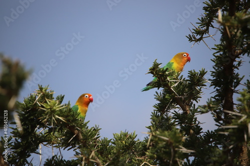 bird on a branch