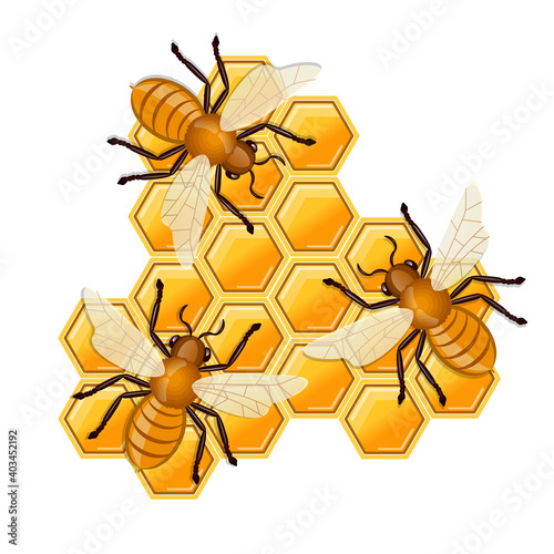 Fototapeta Naklejka Na Ścianę i Meble -  Bees sitting on comb of honey. Vector illustration.