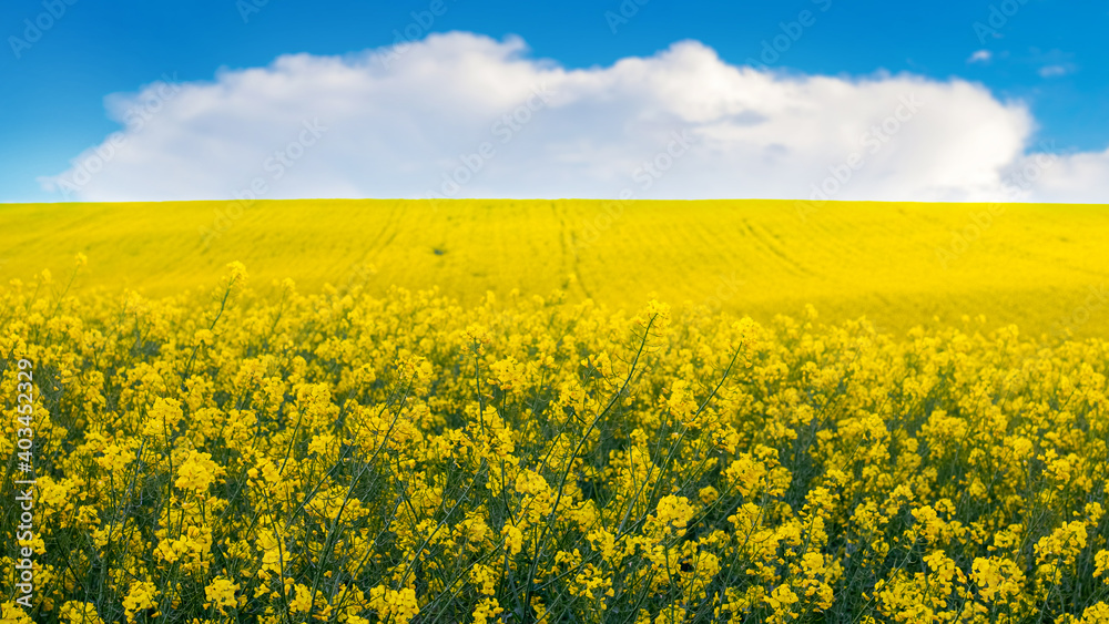 Fototapeta premium Yellow rapeseed field and blue sky with white cloud