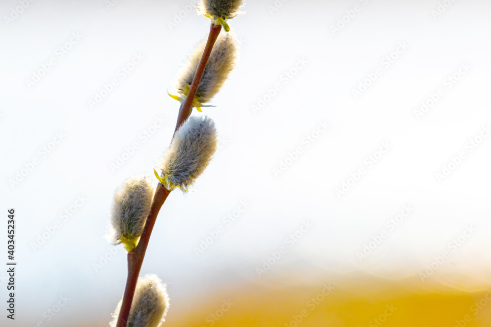 Willow branch with fluffy catkins on a light background Willow branch with fluffy catkins on a light background