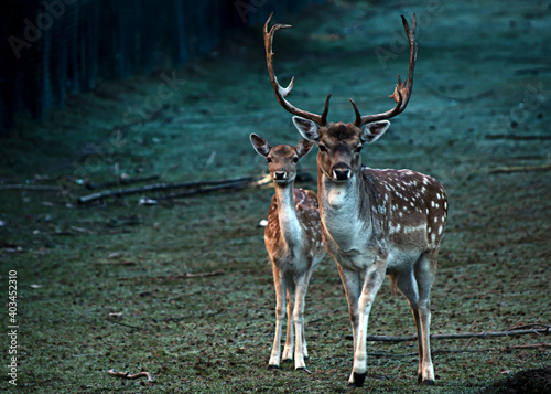 deer in the forest, roe deer in the forest