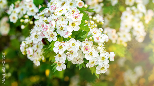 White hawthorn flowers on the bush, hawthorn blossoms photo