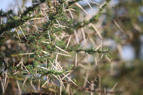 grass in the forest