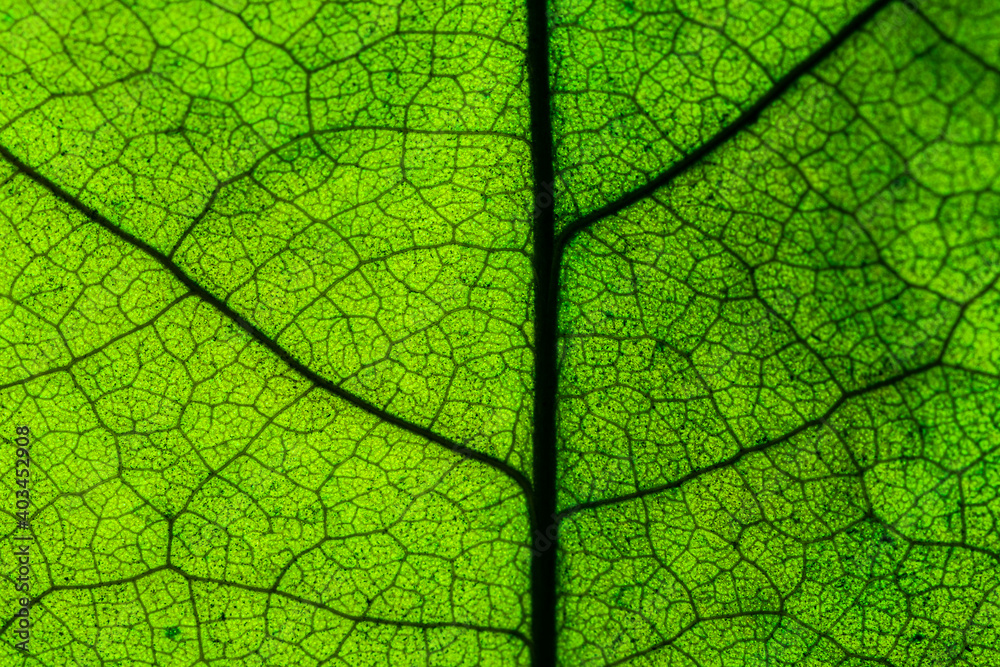 Obraz premium Rich green leaf texture see through symmetry vein structure, beautiful nature texture concept, copy space,Leaf,Green Color,Textured,Close-up,Nature,Growth,