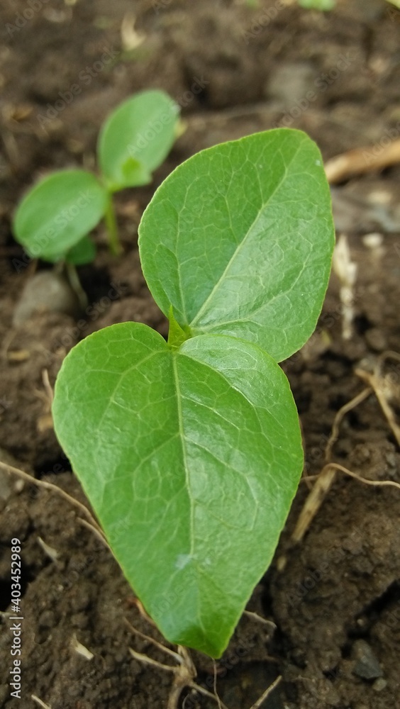 sprout growing in the garden sprout growing in the garden
