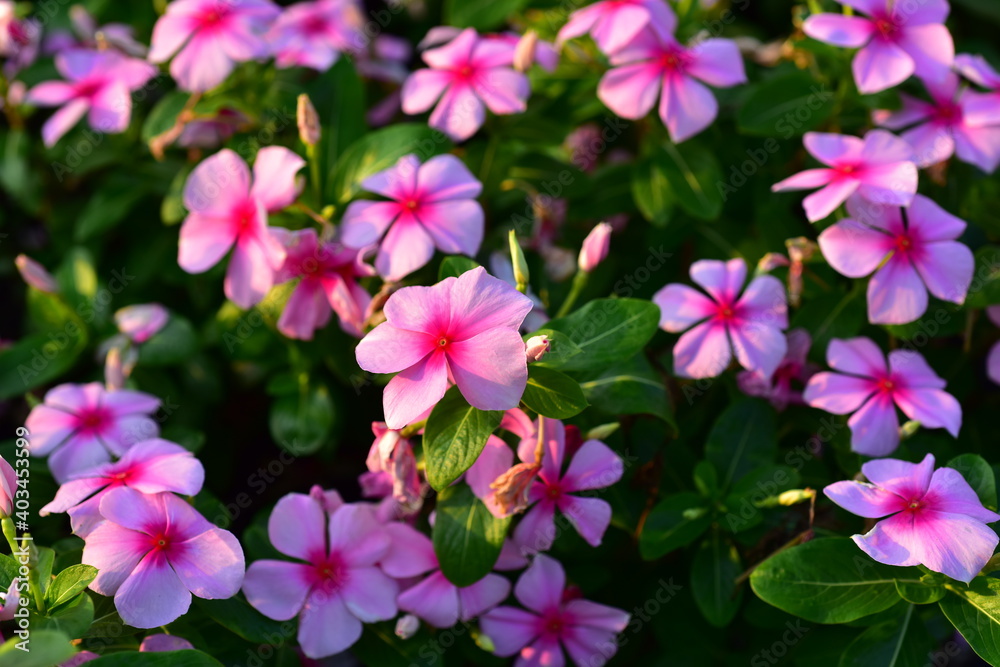 flower, yellow, nature, plant, flowers, green, garden, summer, spring, flora, field, macro, bloom, blossom, beauty, marigold, meadow, beautiful, orange, red, grass, leaf, floral, color, plants, bee, i flower, yellow, nature, plant, flowers, green, garden, summer, spring, flora, field, macro, bloom, blossom, beauty, marigold, meadow, beautiful, orange, red, grass, leaf, floral, color, plants, bee, i