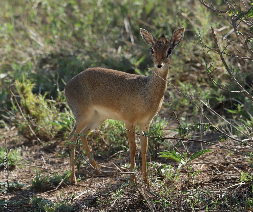 white deer white deer