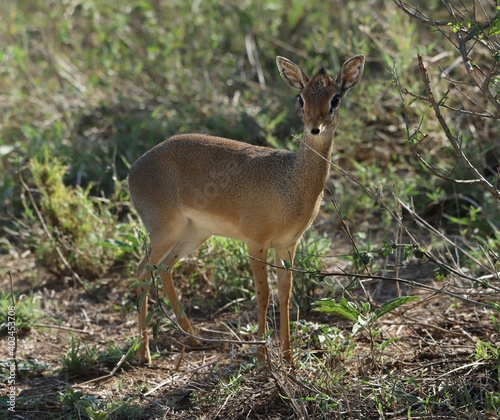 white deer