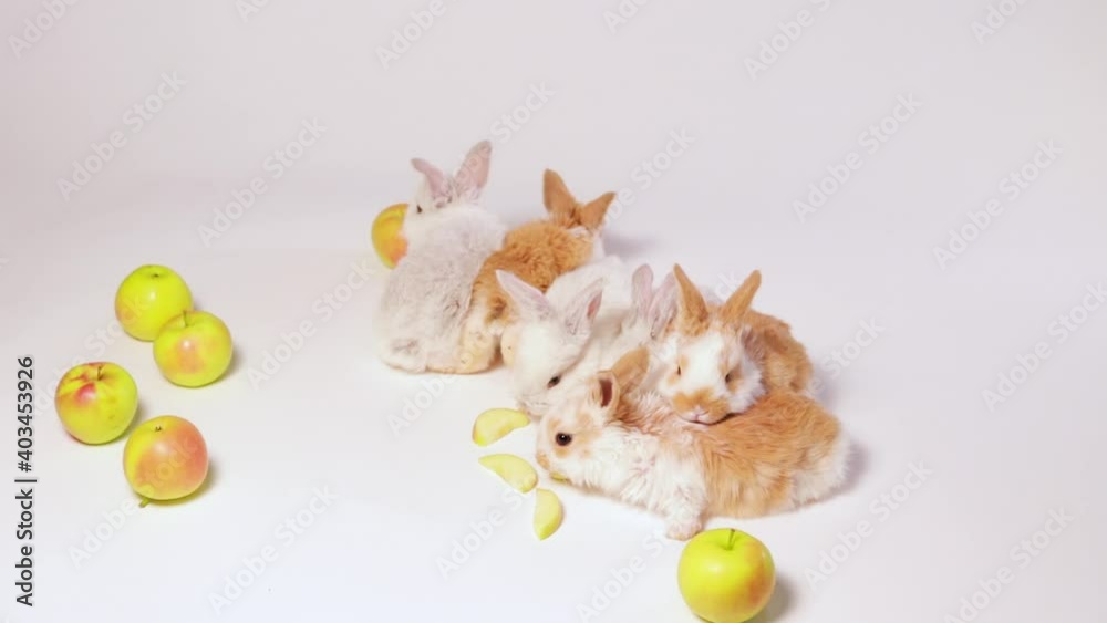 Little domestic rabbits play and eat apples on a white background. Food for the rabbit, bunny vitamins. For veterinary clinic, medicine and animal shop, funny video Food search