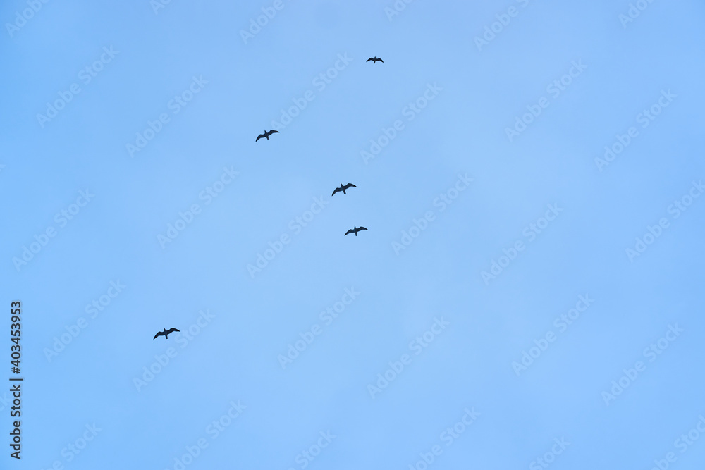 Horizontal banner with seagulls flying in sky. Silhouette of wild birds flying in blue sky. Horizontal banner with seagulls flying in sky. Silhouette of wild birds flying in blue sky.