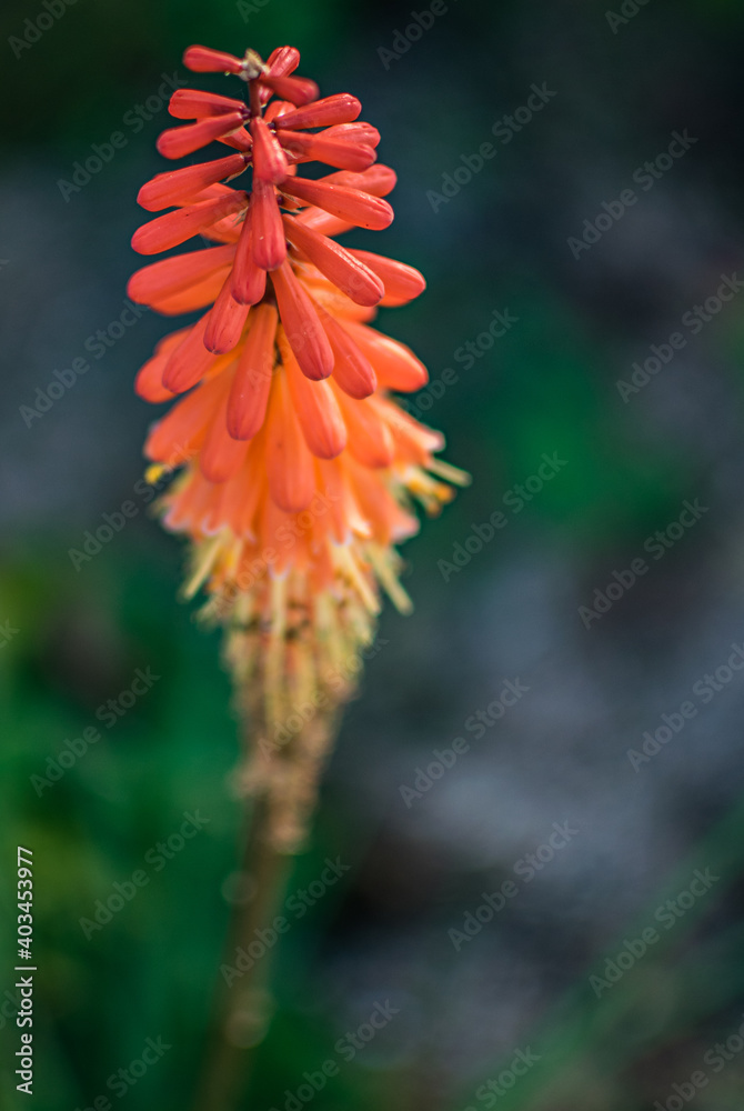 Blüte Blüte