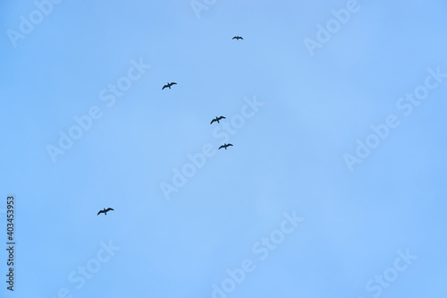 Horizontal banner with seagulls flying in sky. Silhouette of wild birds flying in blue sky.