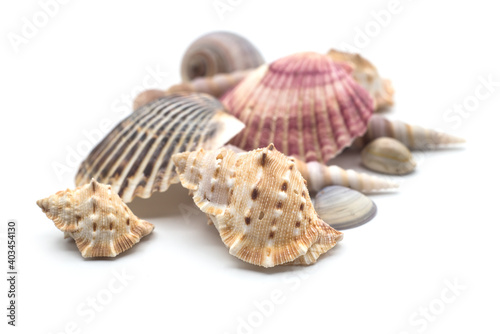 Closeup of beautiful seashells on white background