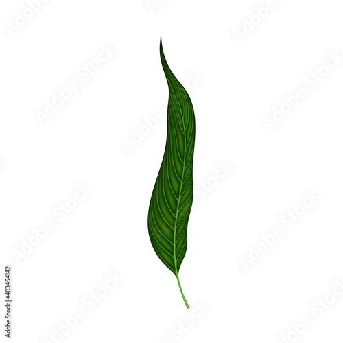 Fern or Frond Leaf with Erect Stem Vector Illustration