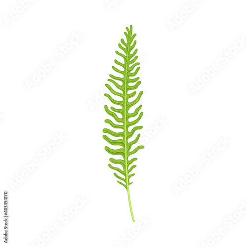 Green Fern as Vascular Plant with Stem and Complex Leaves Vector Illustration