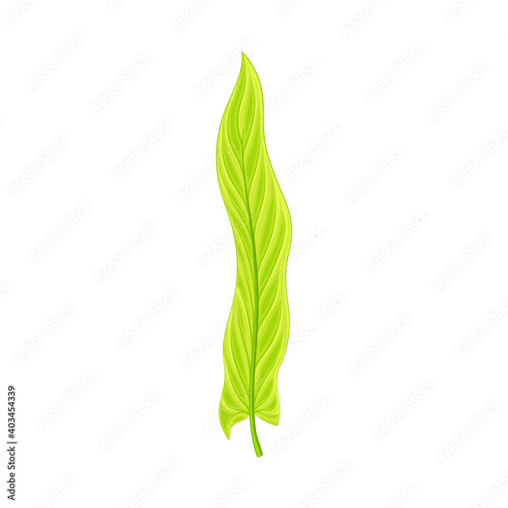 Fern or Frond Leaf with Erect Stem Vector Illustration