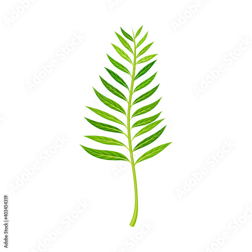 Green Fern as Vascular Plant with Stem and Complex Leaves Vector Illustration