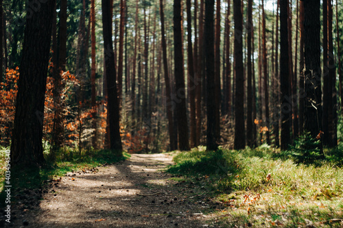 Ścieżka w środku lasu © Ianu Arius